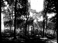 160914_Wald