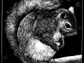 180118_Squirrel