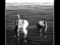 180808_Schwaene