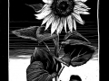 180814_Sonnenblume