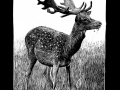 210810_Damhirsch