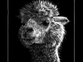 221208_Alpaka