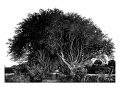 The Dark Hedges