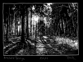 201208_Herbstwald